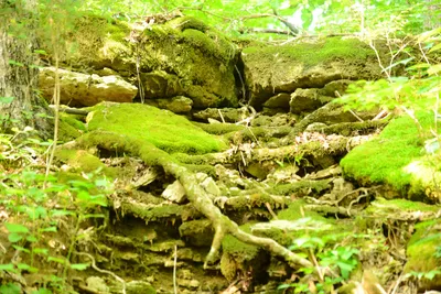 DSC_2752 (Large).JPG